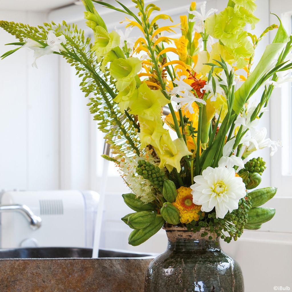 Dalia camelia White Onesta