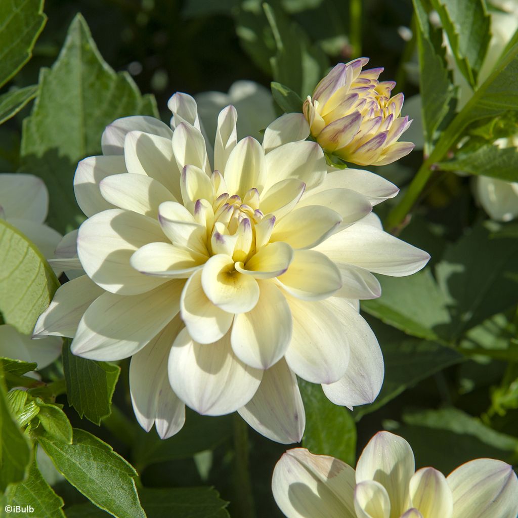 Dalia decorativa Lake Carey