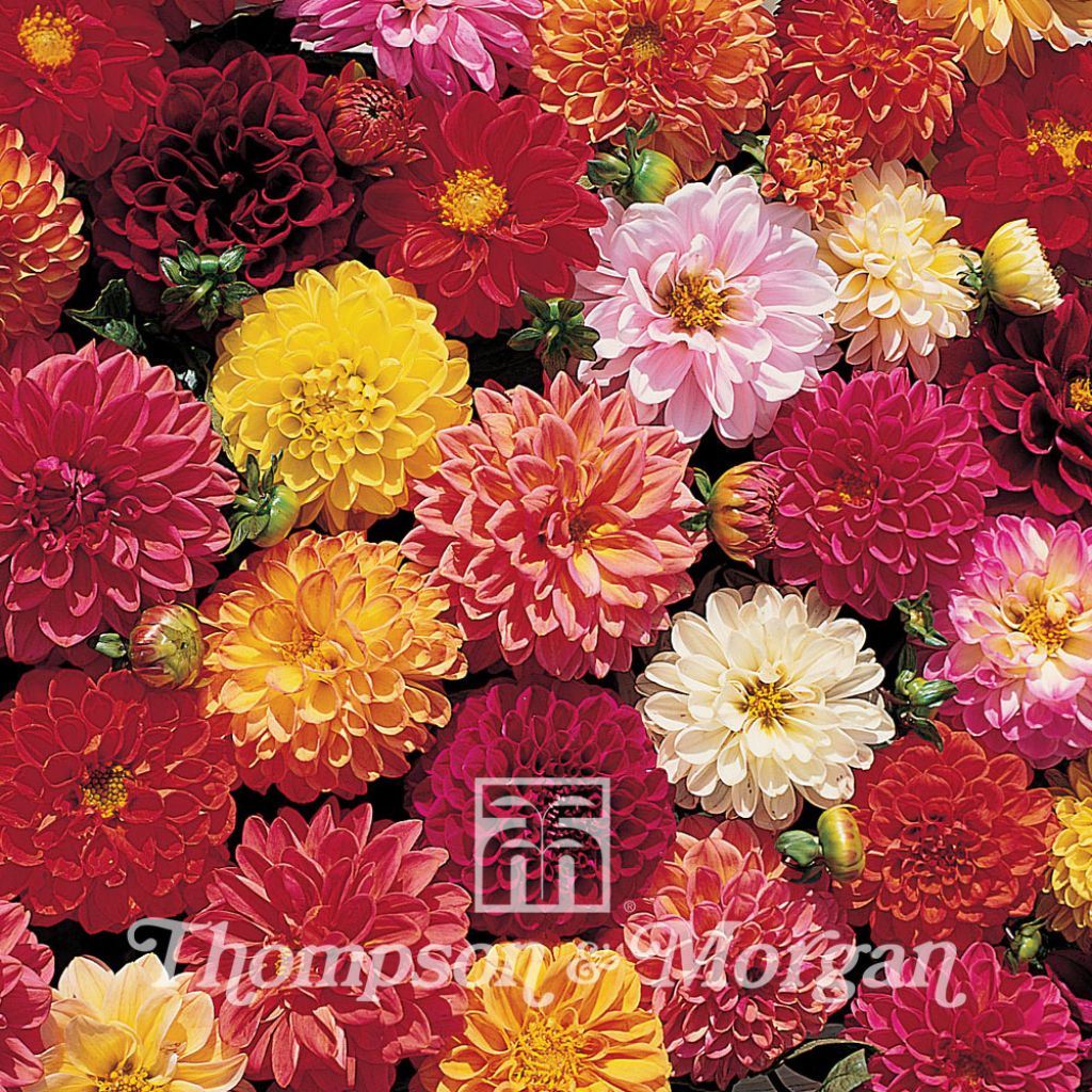 Dahlia  Double Extreme