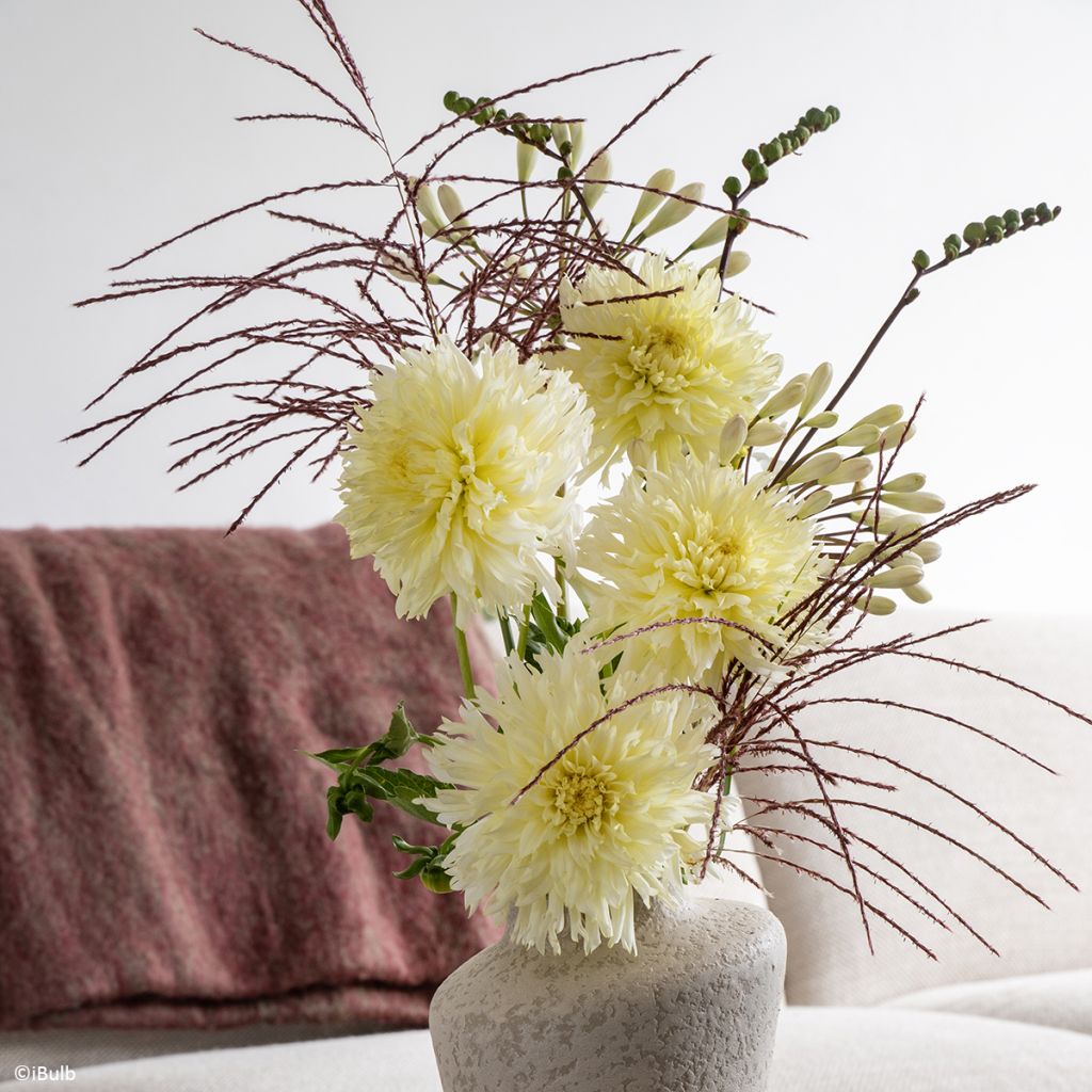 Dalia fimbriata Promise