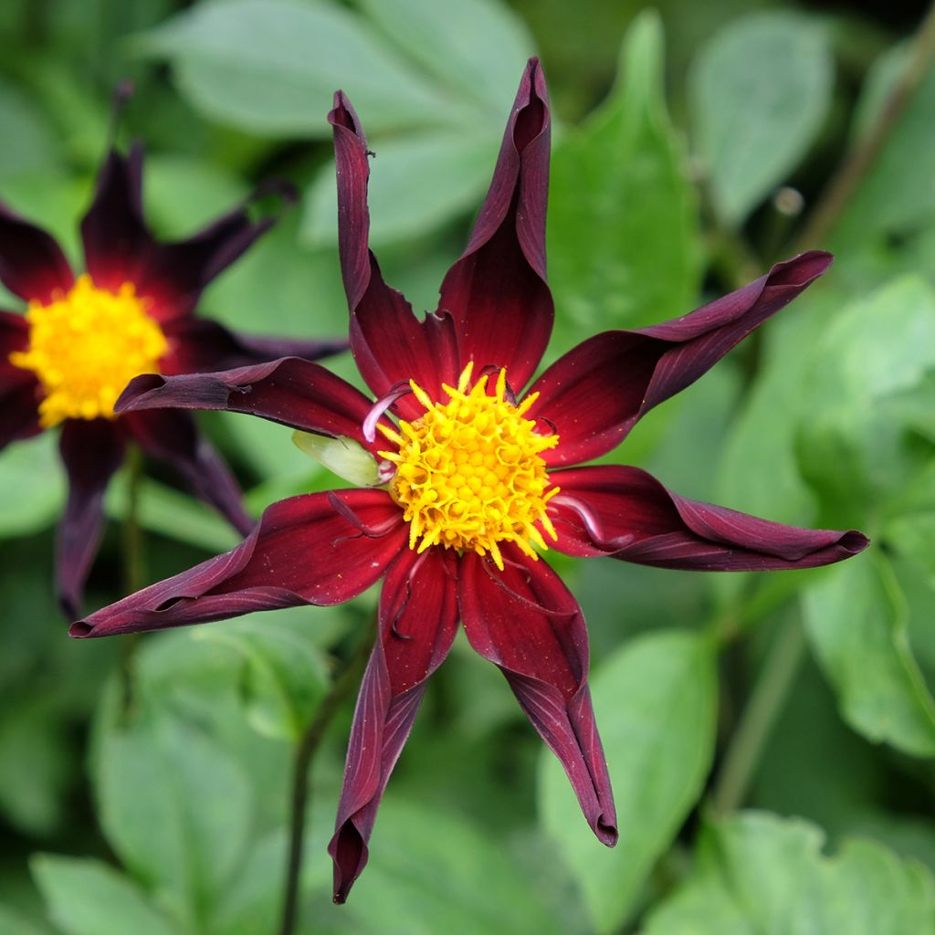 Dalia honka Verrone's Obsidian