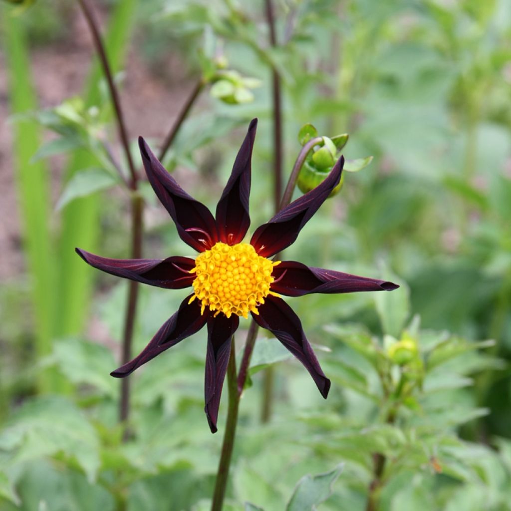 Dalia honka Verrone's Obsidian