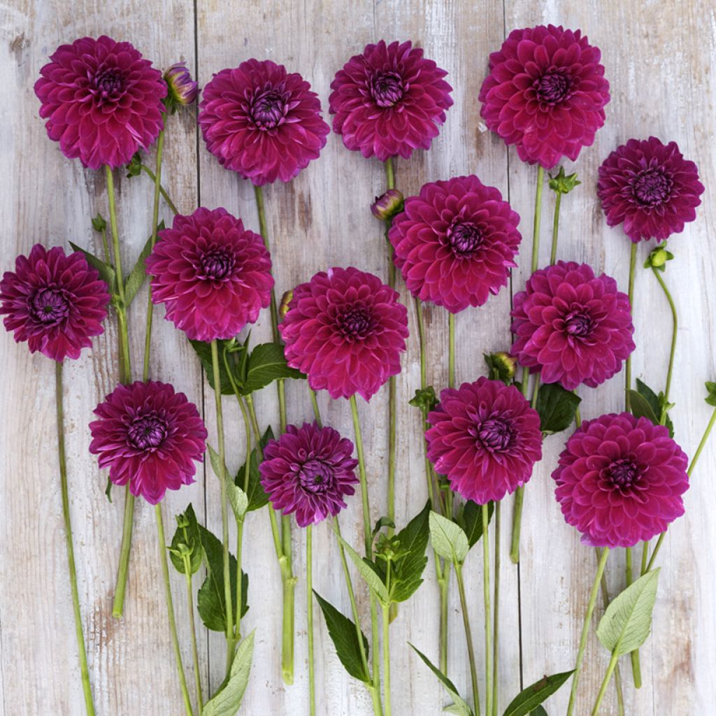 Dalia bola Randy Crawford