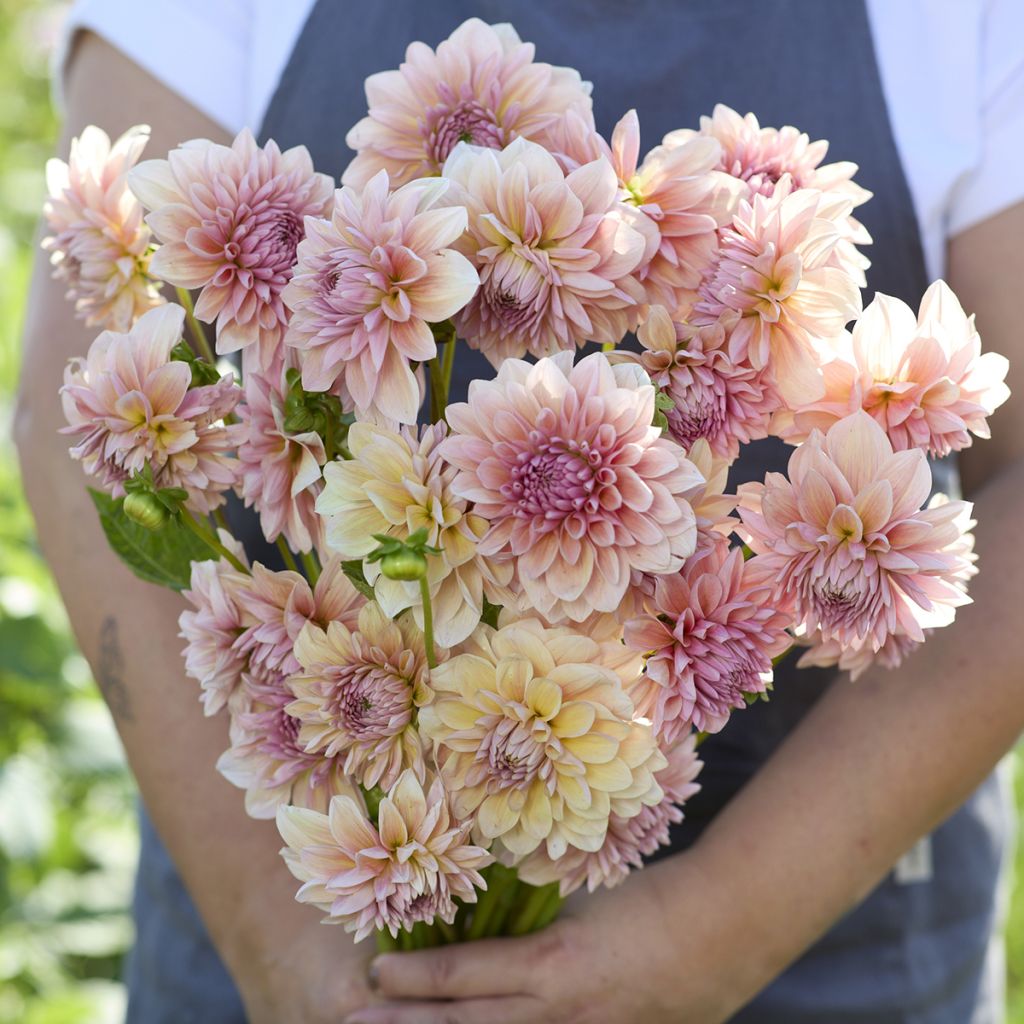 Dalia decorativa Sturm Sweet Maria