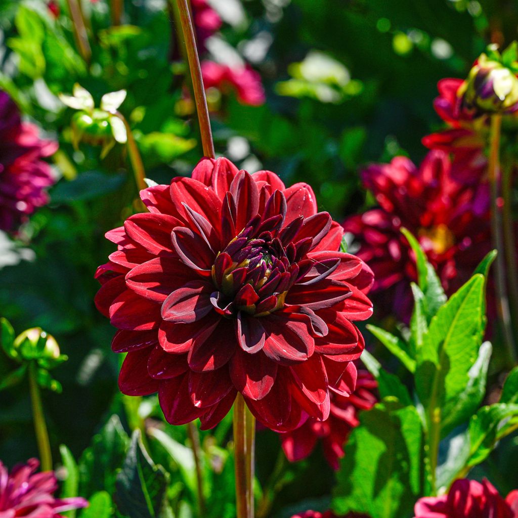 Dalia decorativa Arabian Night