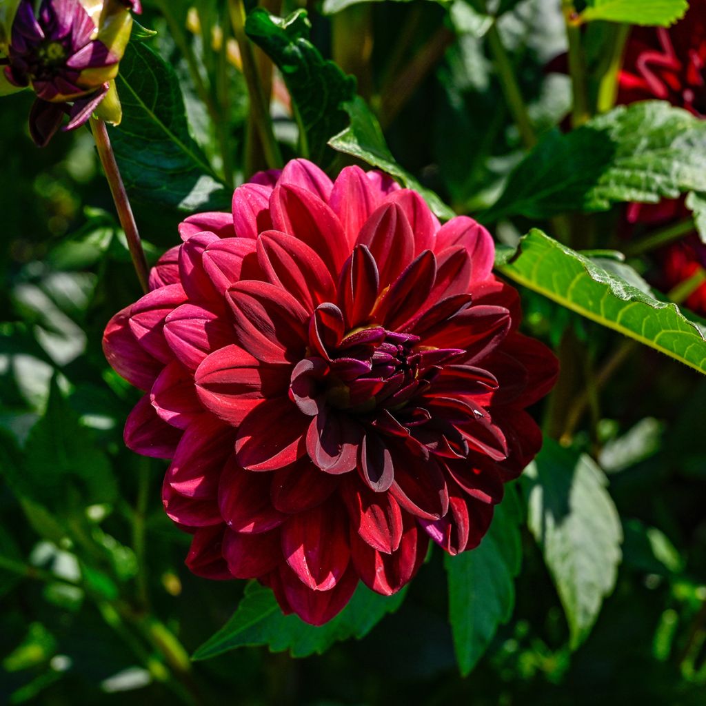 Dalia decorativa Arabian Night