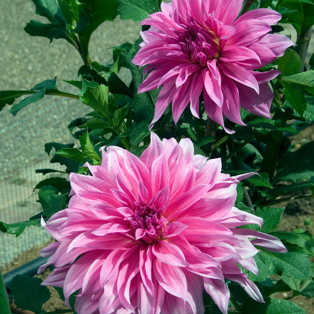 Dalia decorativa Babylon Rose