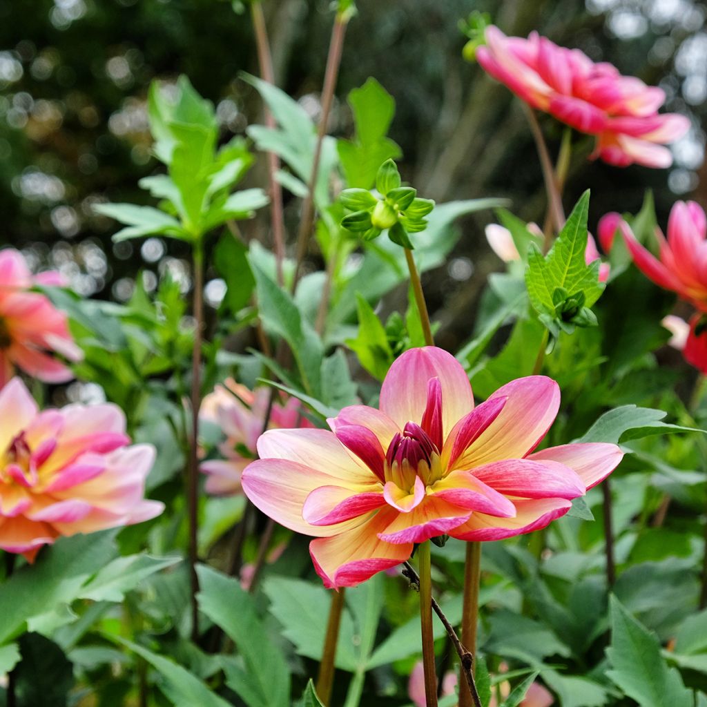 Dalia decorativa Dark Butterfly