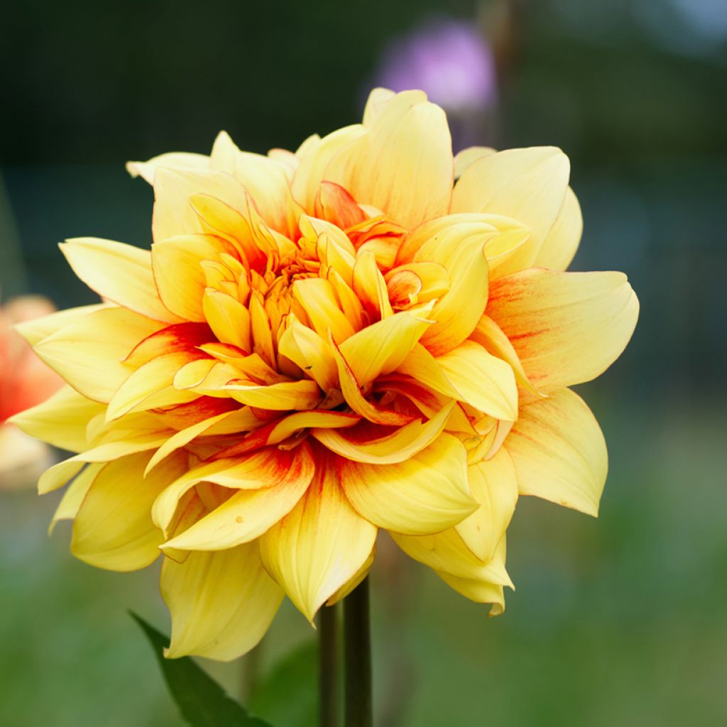 Dalia decorativa Dazzling Sun