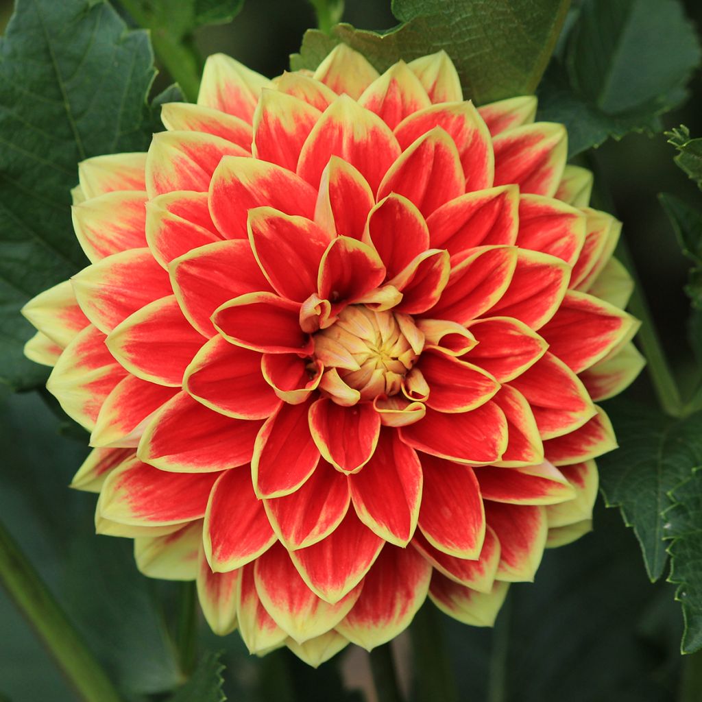 Dalia decorativa Maxime