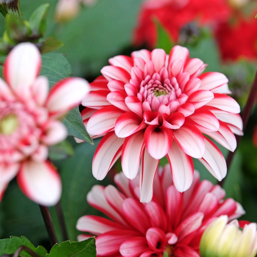Dalia decorativa Pacific time
