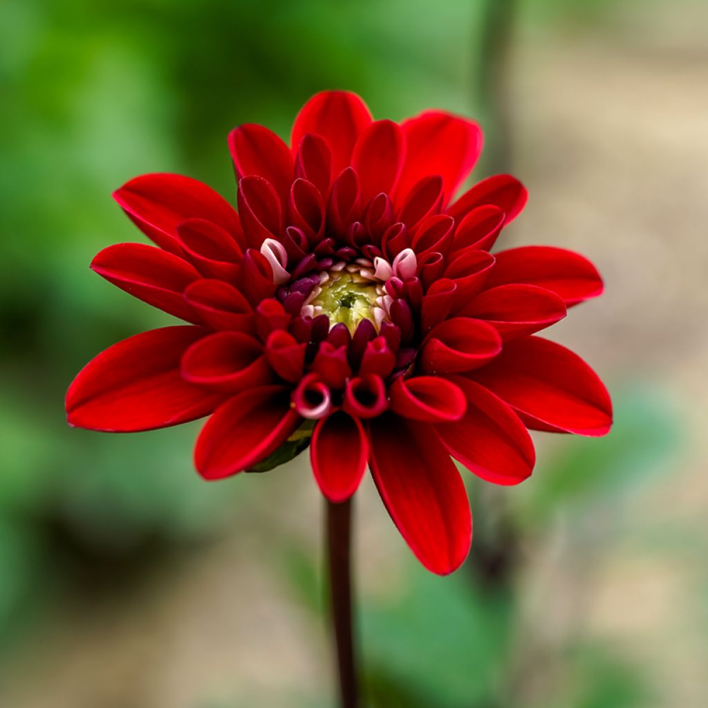 Dalia decorativa Pacific time