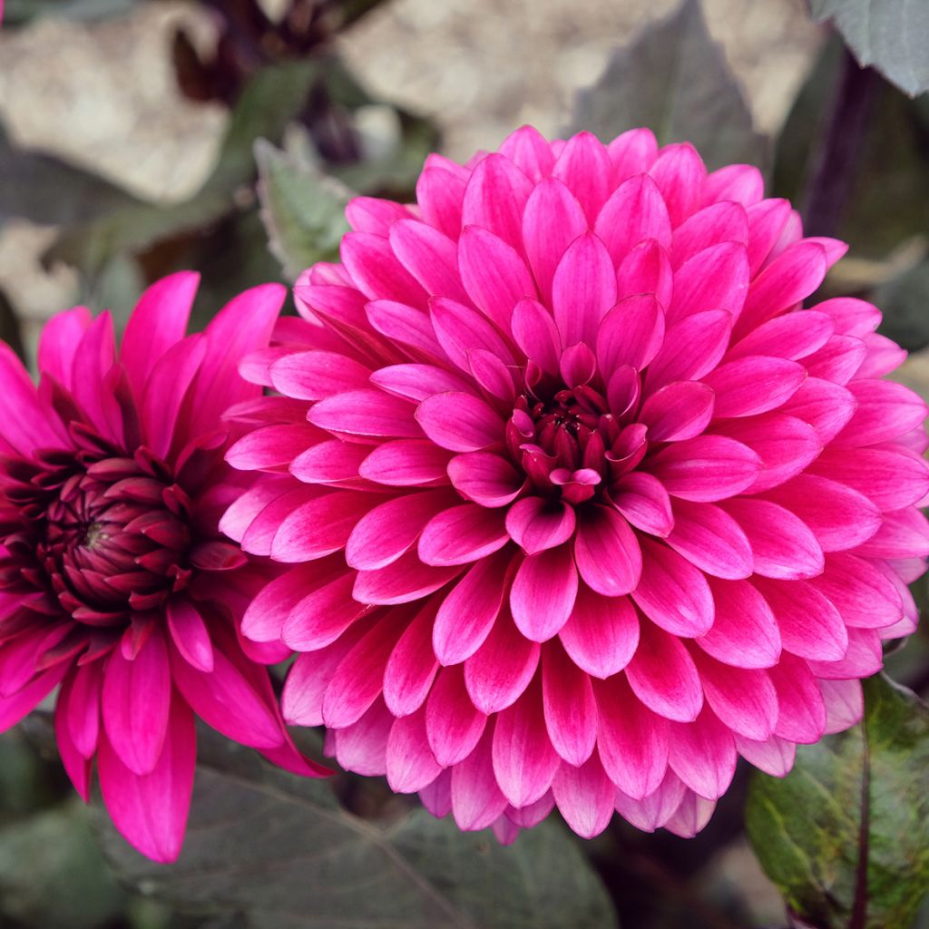Dalia decorativa Purple Flame