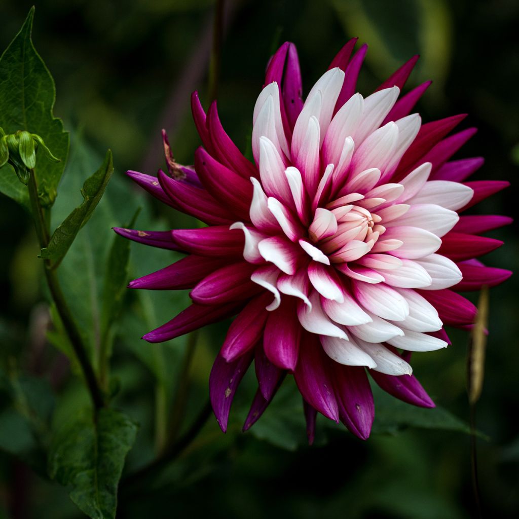 Dalia decorativa Rebecca's World