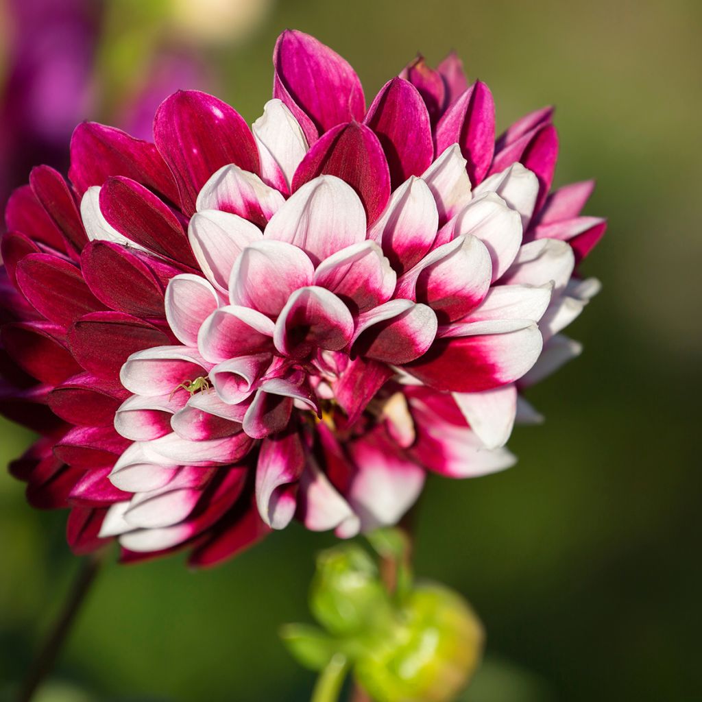 Dalia decorativa Rebecca's World