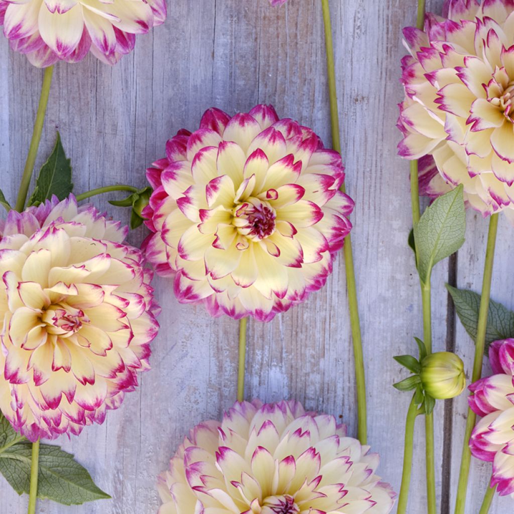 Dalia decorativa Aphrodite