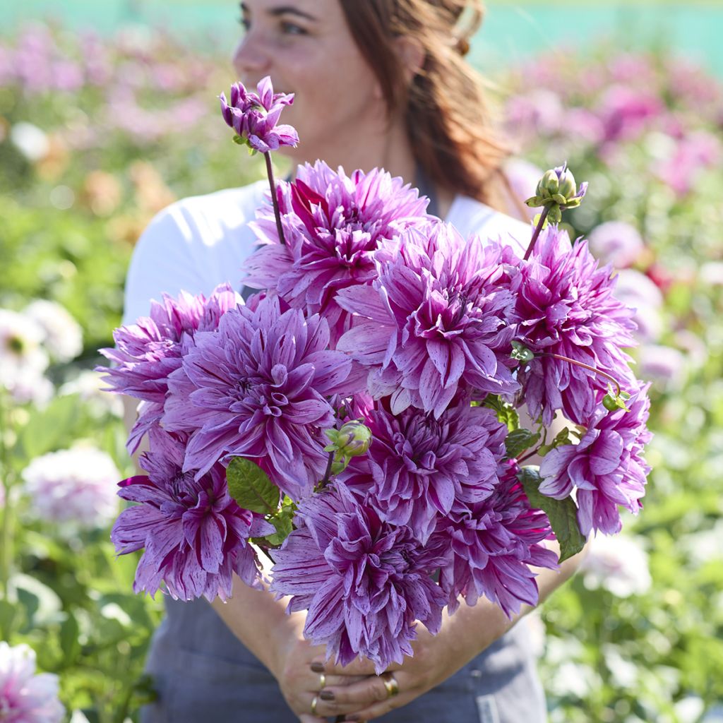 Dalia decorativa Nikolas Tesla