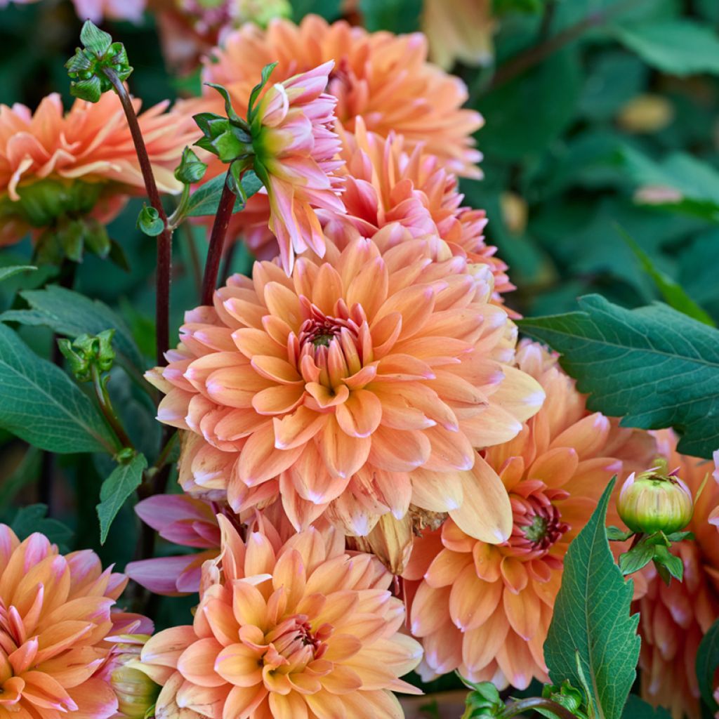 Dalia enana Peaches & Vanilla