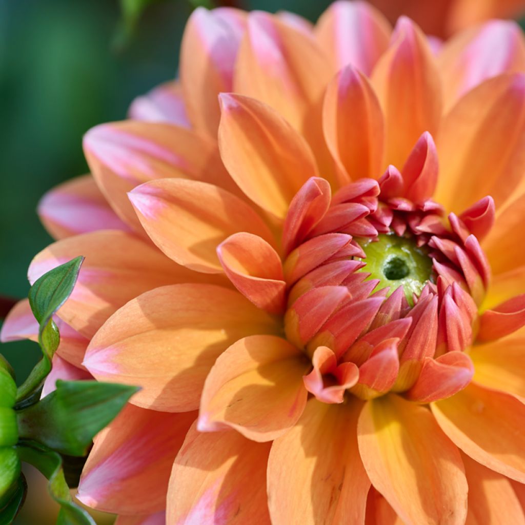 Dalia enana Peaches & Vanilla
