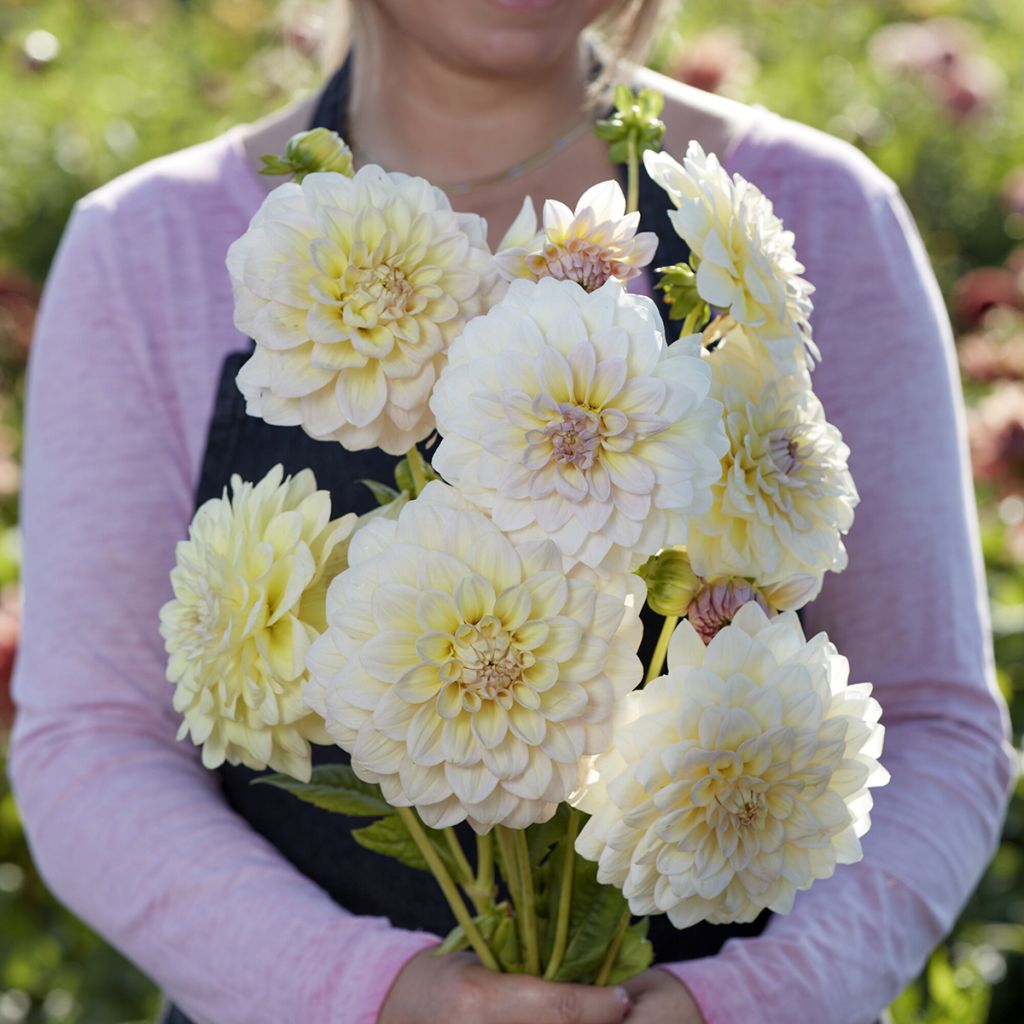 Dalia decorativa Alloway Cottage