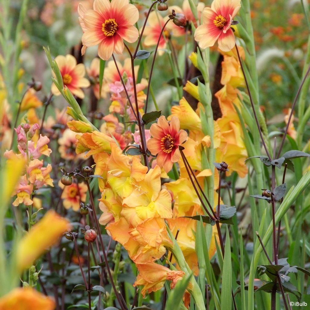 Gladiolus Sunglow