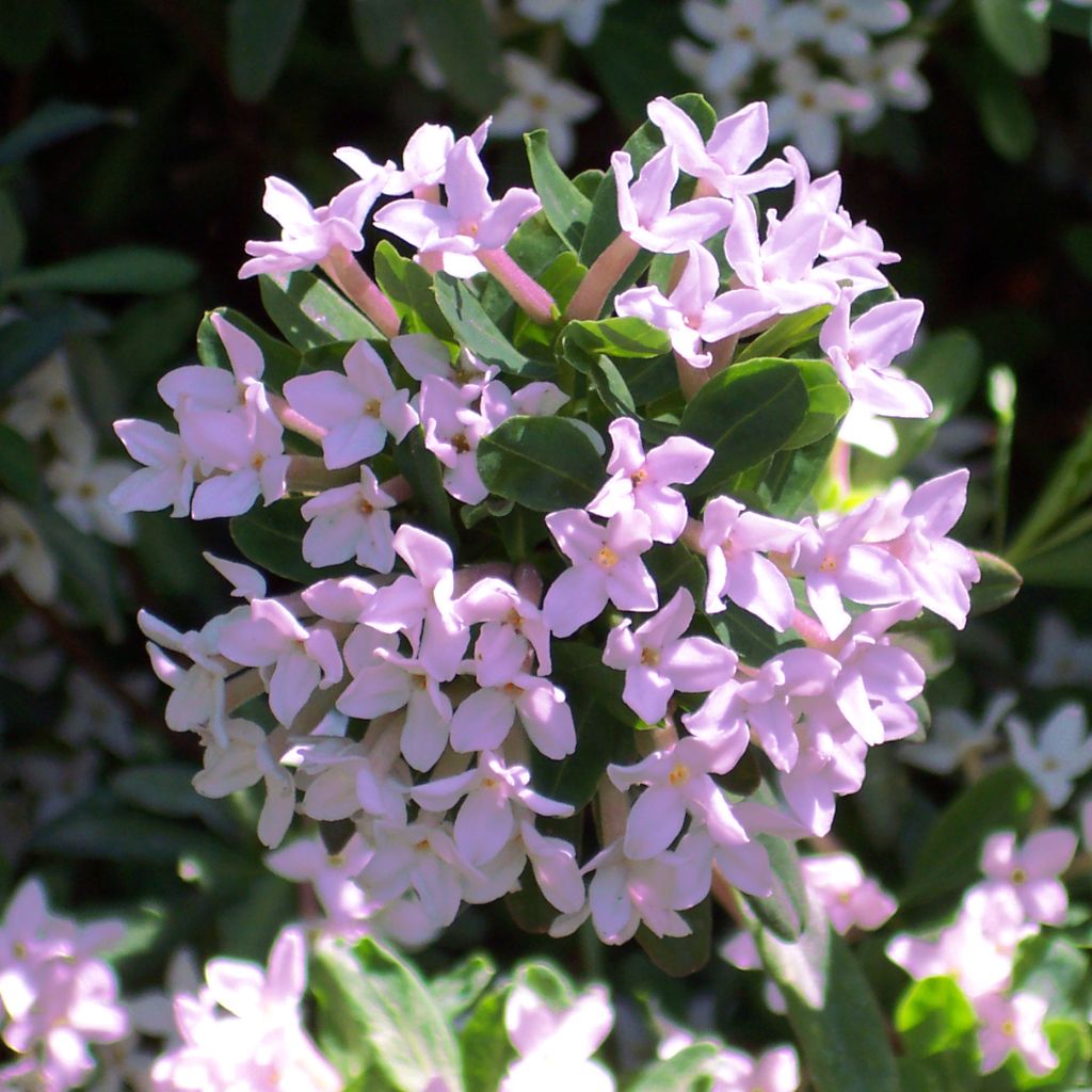 Daphne burkwoodii Somerset