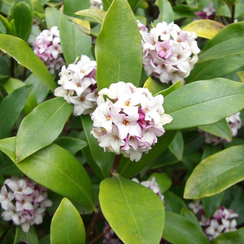 Daphne odora