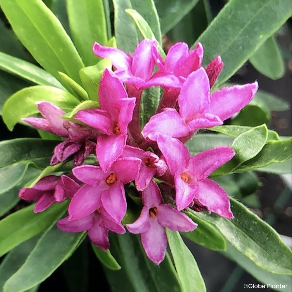 Daphne x transatlantica Bella Rose