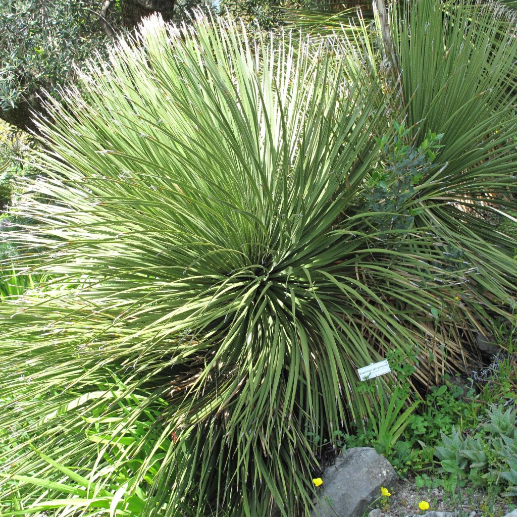 Dasylirion serratifolium