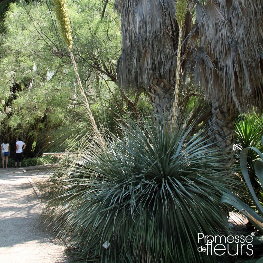 Dasylirion texanum - Sotol de Texas