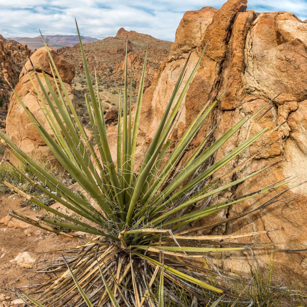 Dasylirion texanum - Sotol de Texas