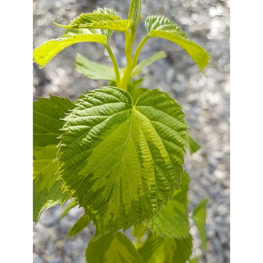 Davidia involucrata Lady Dahlia