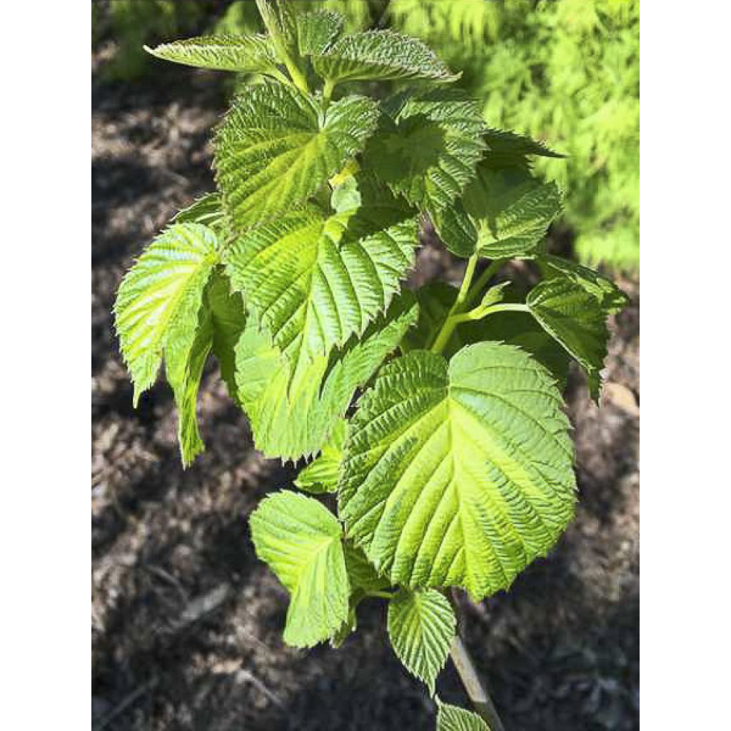 Davidia involucrata Lady Dahlia