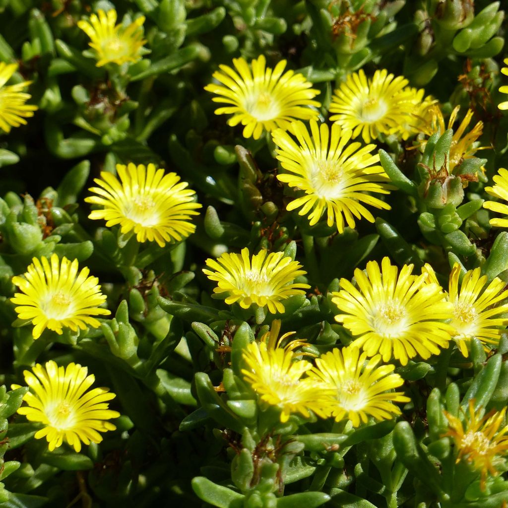 Delosperma Wheels of Wonder Golden - Alfombra rosa