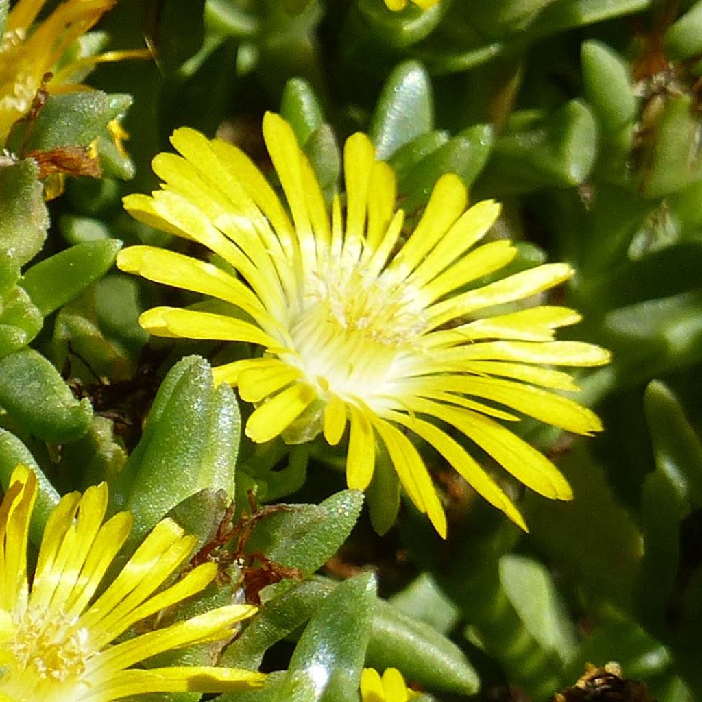 Delosperma Wheels of Wonder Golden - Alfombra rosa