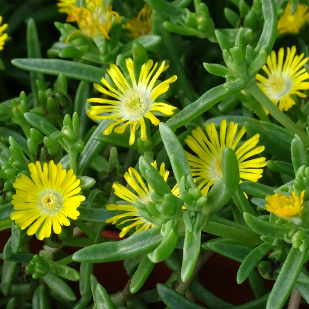Delosperma Wheels of Wonder Golden - Alfombra rosa