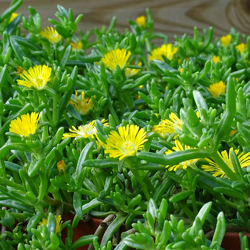Delosperma Wheels of Wonder Golden - Alfombra rosa
