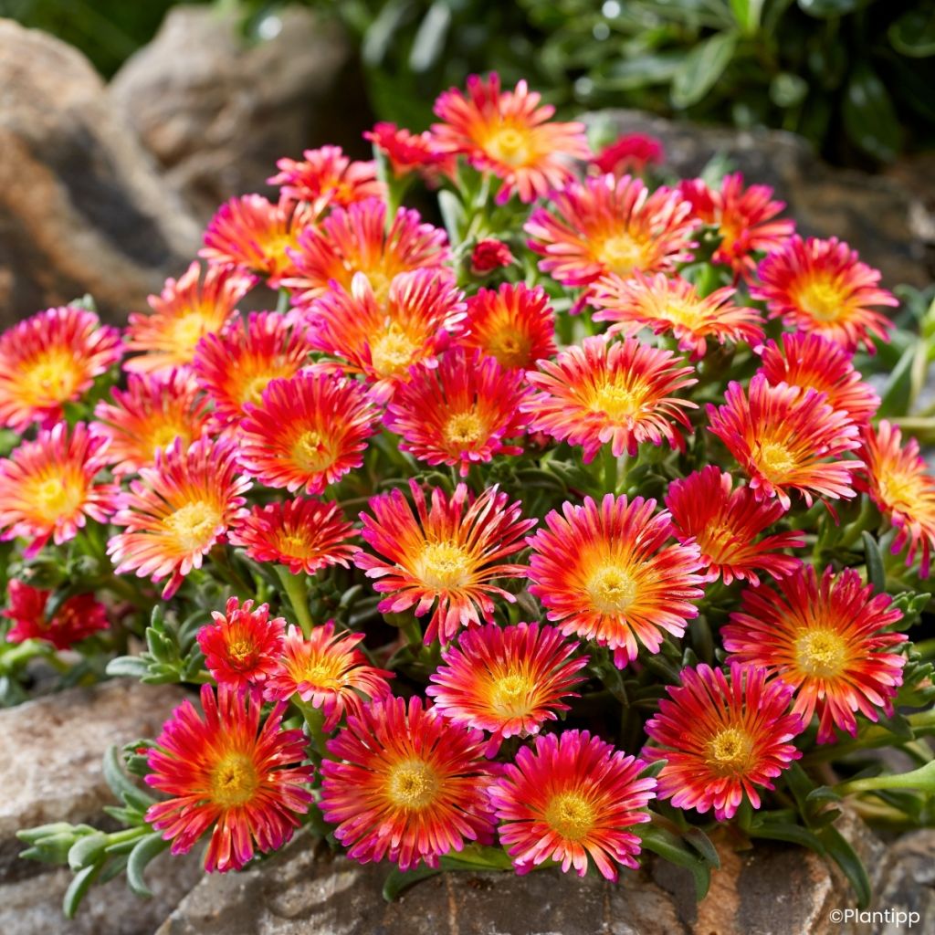 Delosperma Ocean Sunset Orange Glow - Alfombra rosa