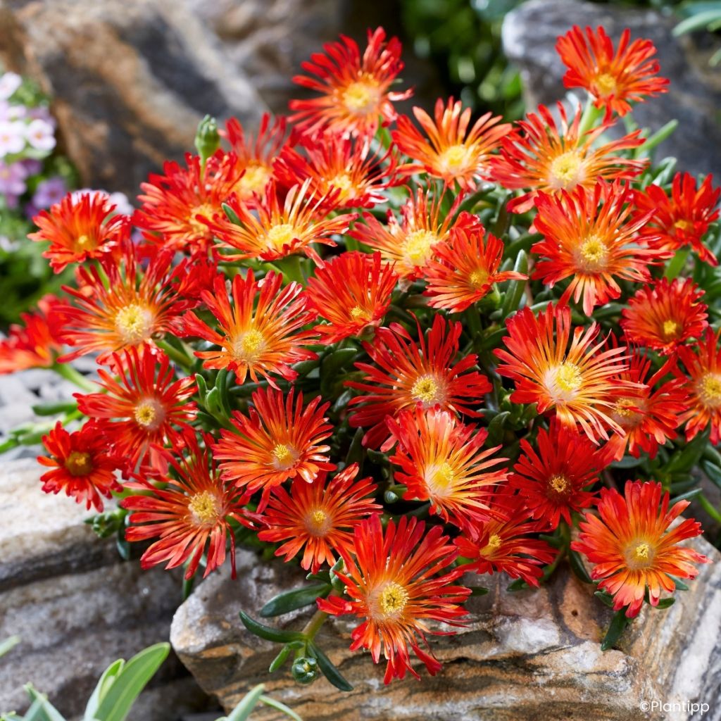 Delosperma Ocean Sunset Orange Vibe - Alfombra rosa