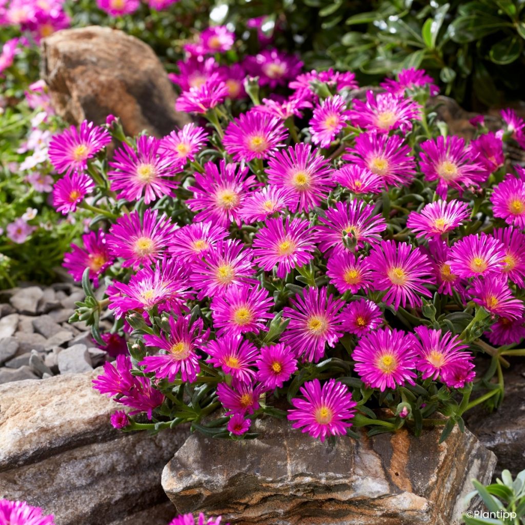 Delosperma Ocean Sunset Violet - Alfombra rosa