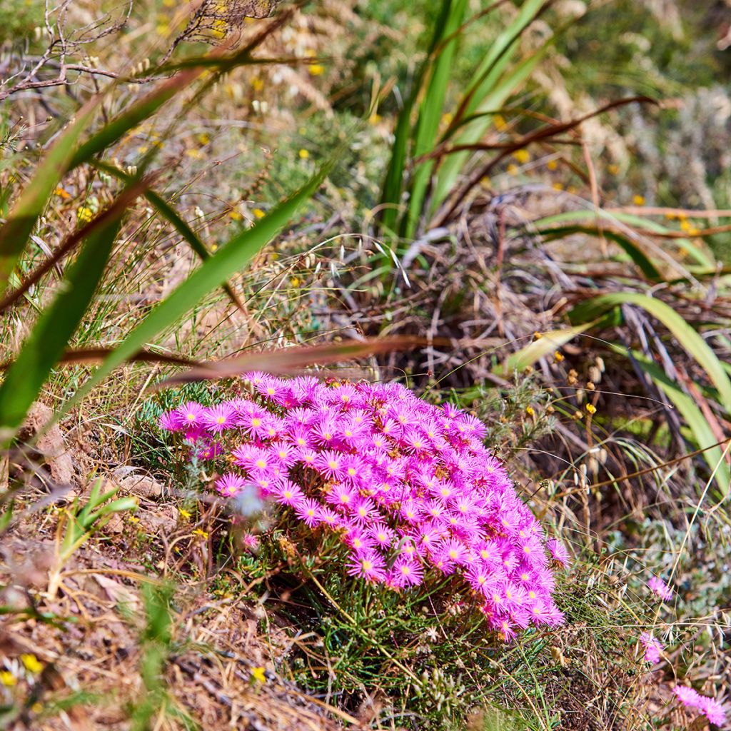 Delosperma cooperi - Alfombra rosa