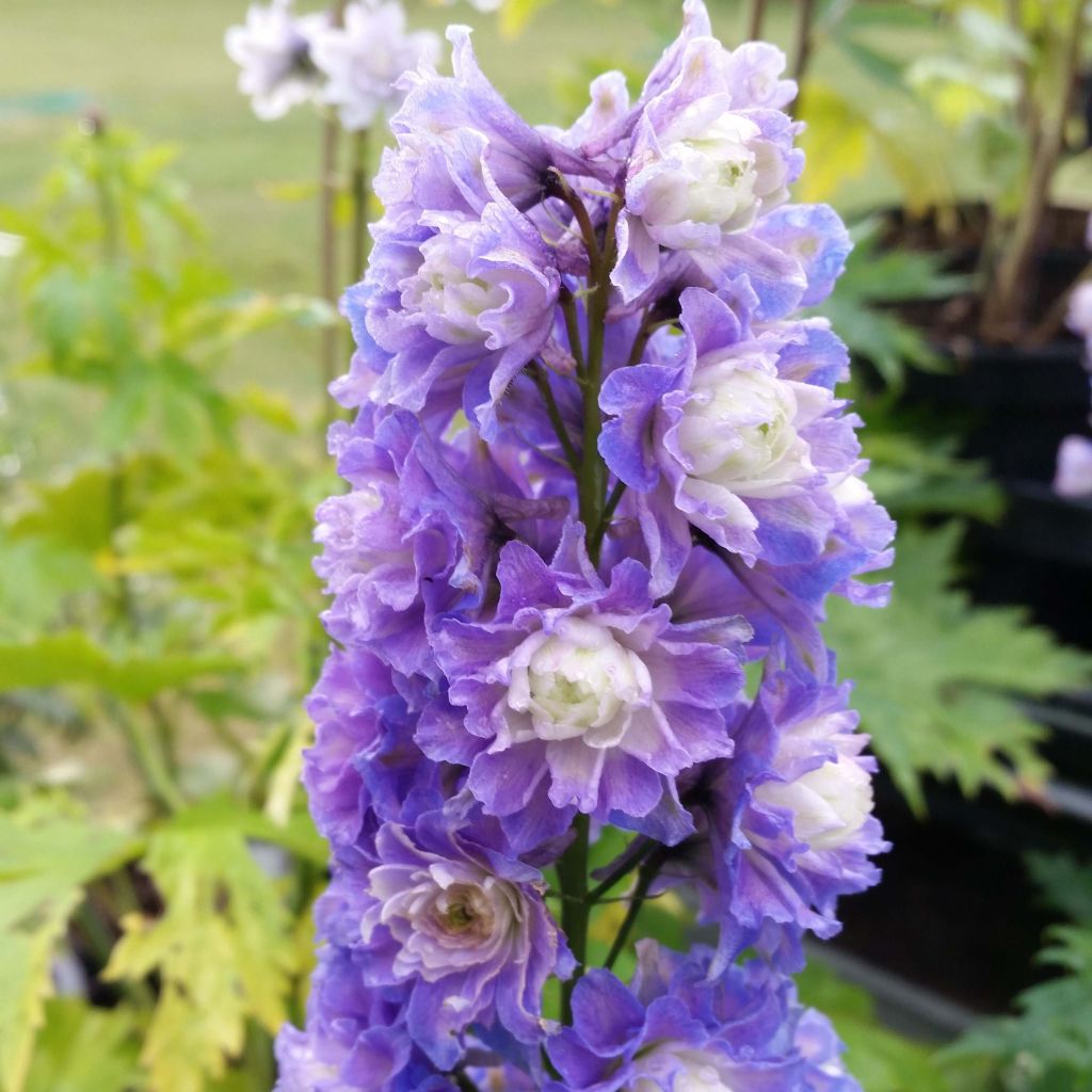 Espuela de caballero - Delphinium elatum Highlander Bolero