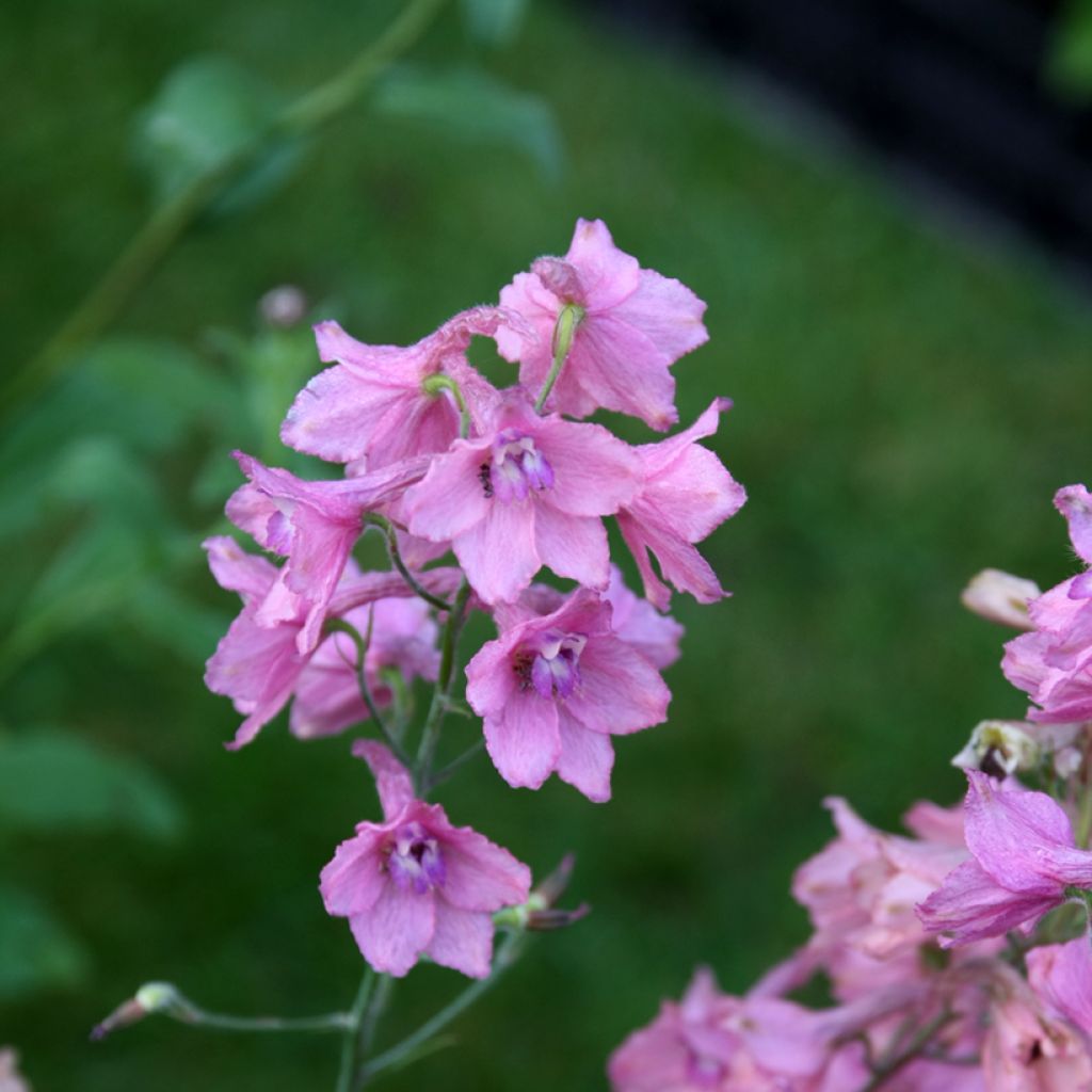 Espuela de caballero - Delphinium ruysii Pink Sensation