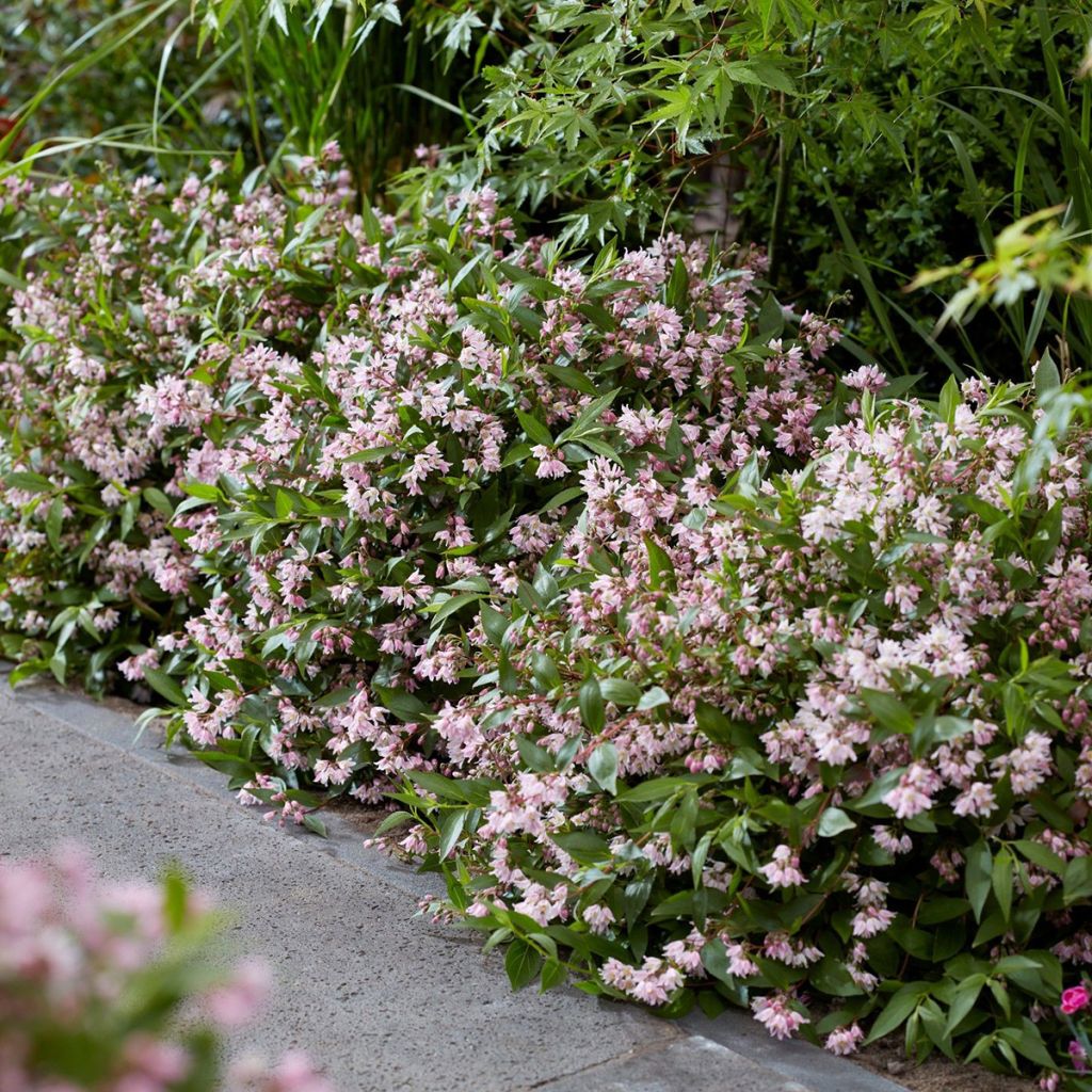 Deutzia Million Stars Pink Carpet - Deucia hibrido