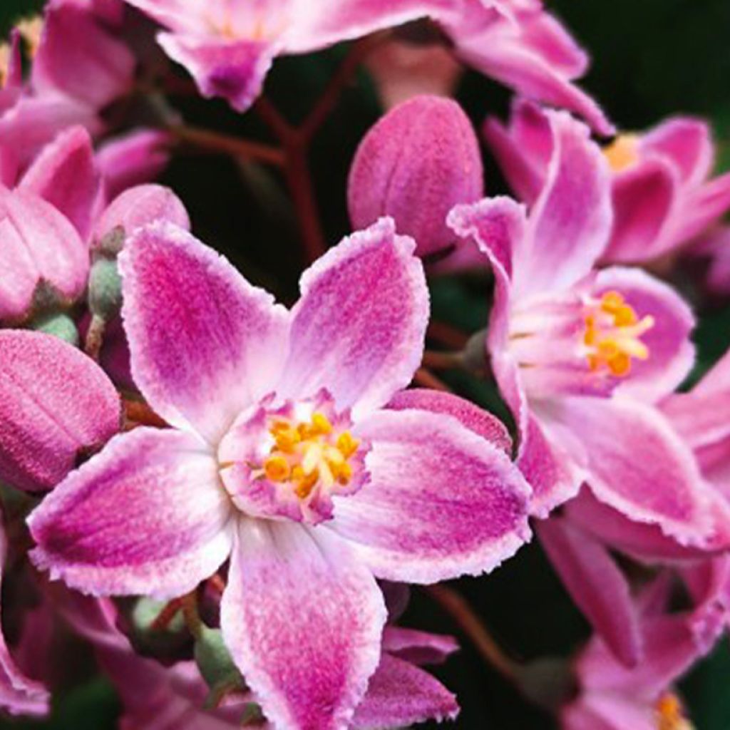 Deutzia Million Stars Pink Cloud - Deucia