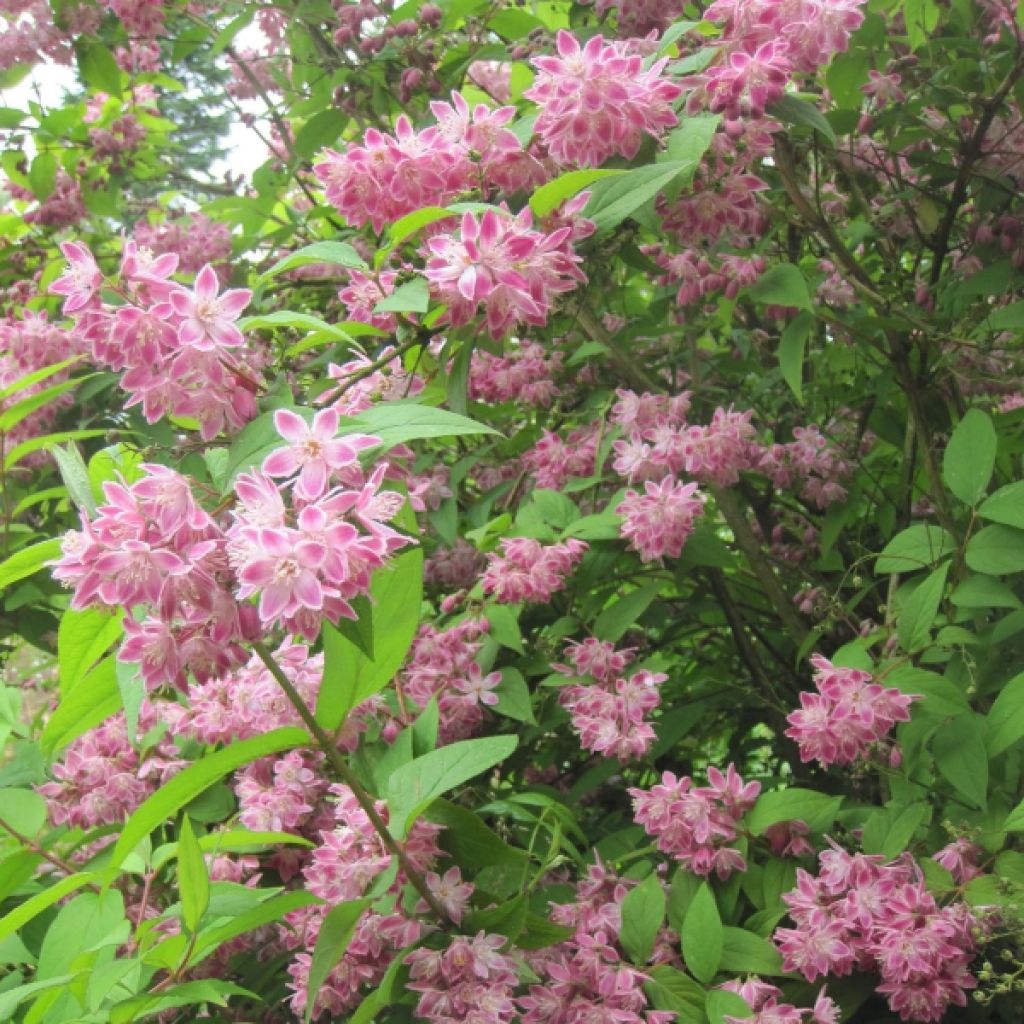 Deutzia hybrida Strawberry Fields hibrido