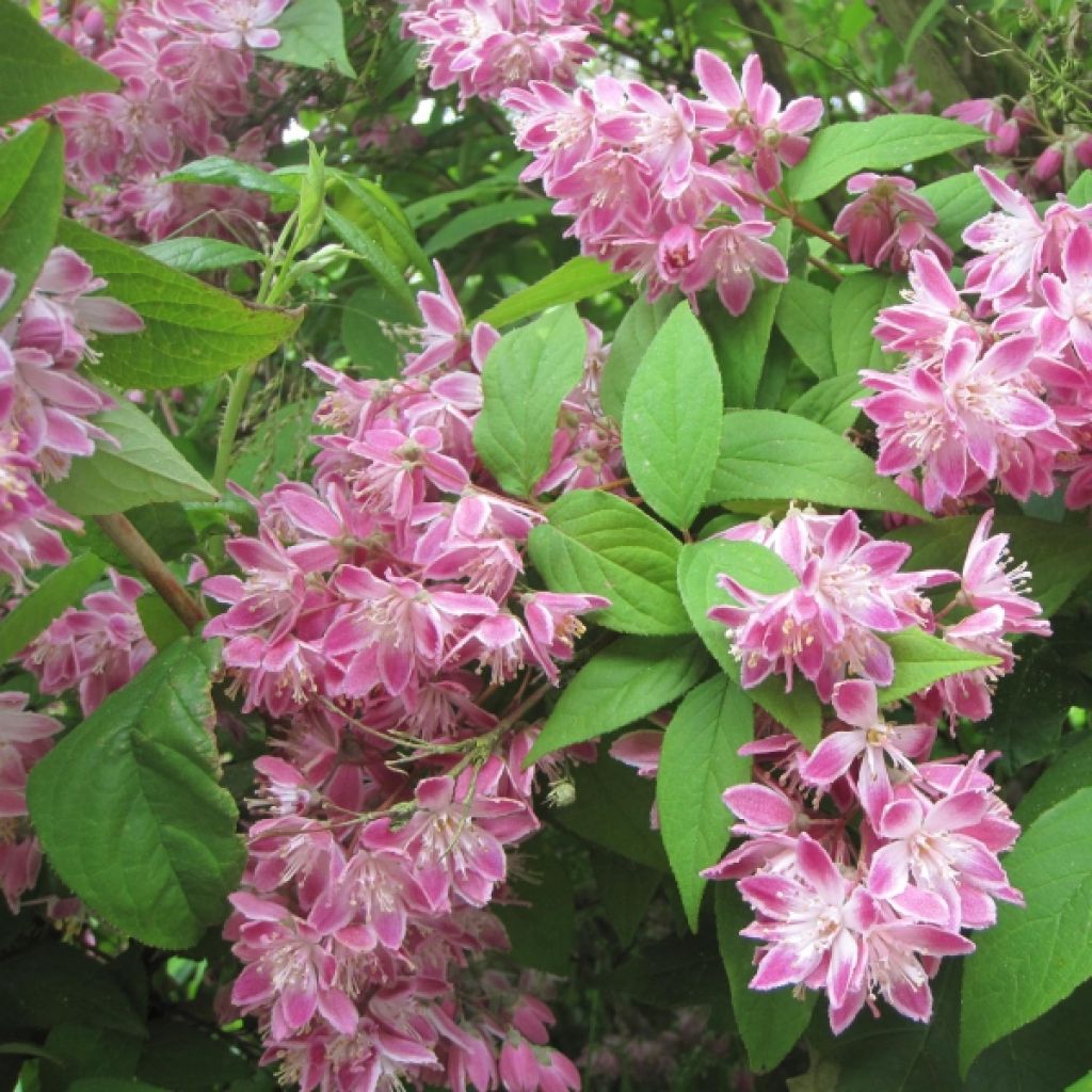 Deutzia hybrida Strawberry Fields hibrido