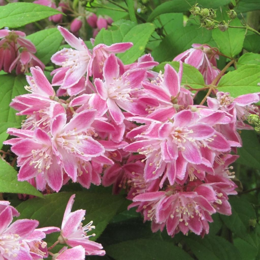 Deutzia hybrida Strawberry Fields hibrido