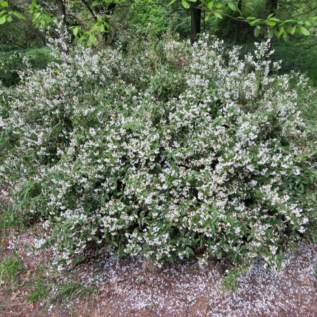 Deutzia lemoinei - Deucia