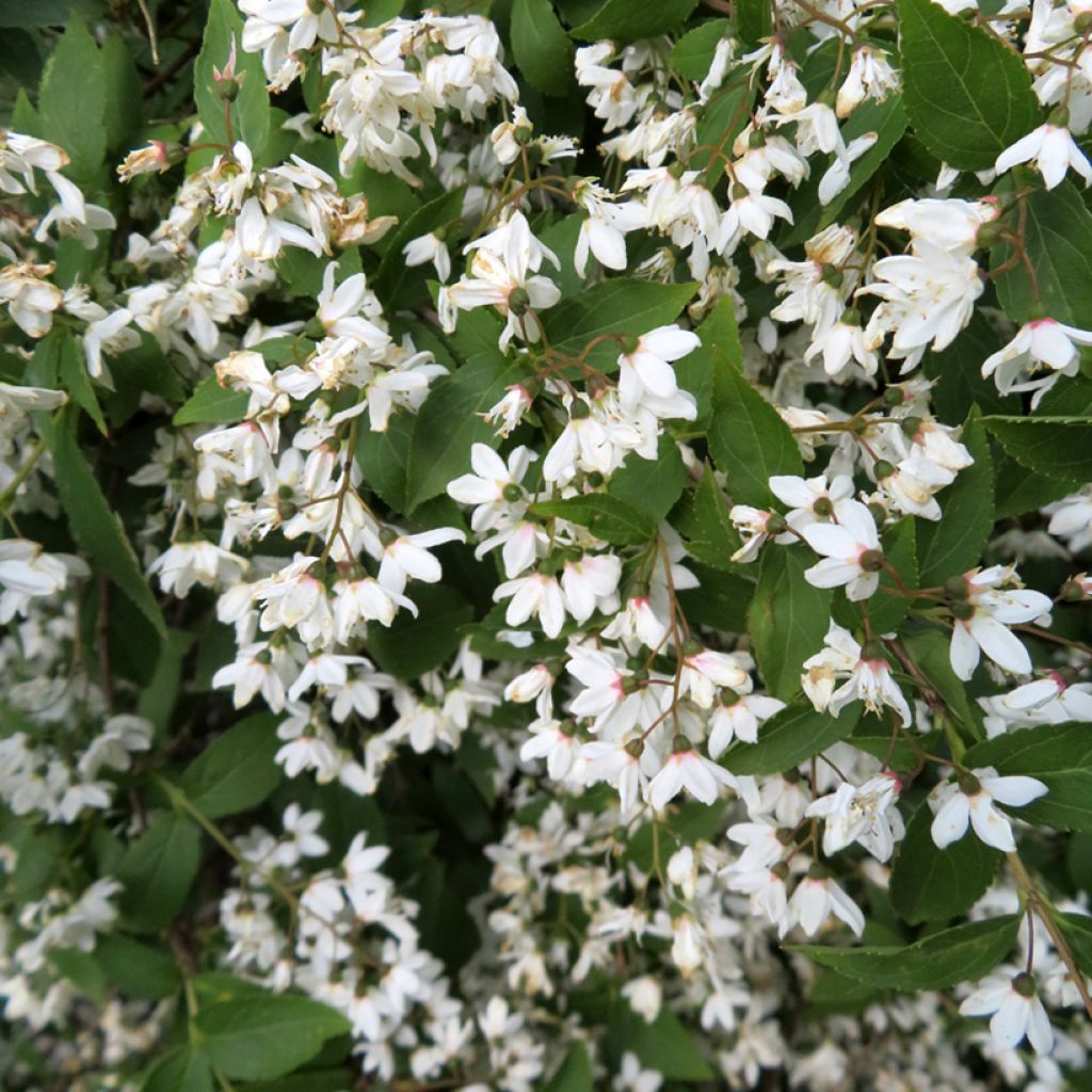 Deutzia lemoinei - Deucia